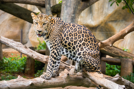 Leopard standing on the tree in zooの写真素材