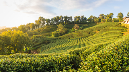 Beautiful landscape panorama view of 101 tea plantation in bright day on blue sky background , tourist attraction at Doi Mae Salong Mae Fah Luang Chiang Rai province in thailand.の写真素材