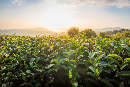 Tea leaves in morning at 101 tea plantation in bright day on blue sky background , tourist attraction at Doi Mae Salong Mae Fah Luang Chiang Rai province in thailand.の写真素材