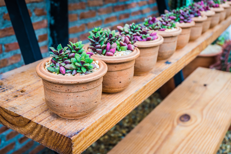 Row of small tree in beautiful pot decorate on wood shelf with brown brick wall background.の写真素材