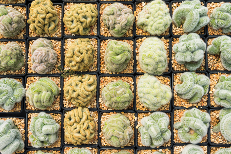 Cactus many variants in the pot for planting arranged in rows select and soft focus. Cactus background and texture or copy space.の写真素材