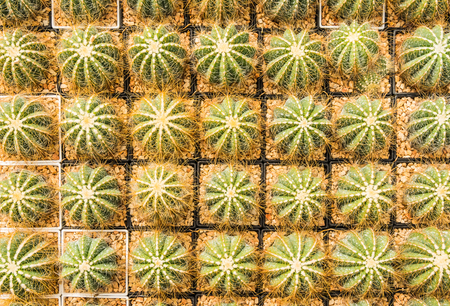 Cactus many variants in the pot for planting arranged in rows select and soft focus. Cactus background and texture or copy space.の写真素材