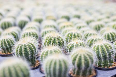 Cactus many variants in the pot for planting arranged in rows select and soft focus. Cactus background and texture or copy space.の写真素材