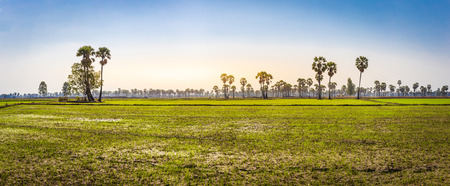 Panorama landscape of toddy or sugar palm with paddy jasmine rice at Phetchaburi Thailandの写真素材