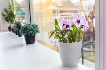 Purple Orchid flowers in a white pot on a wooden table and in a white background. Copy space backgroundの写真素材