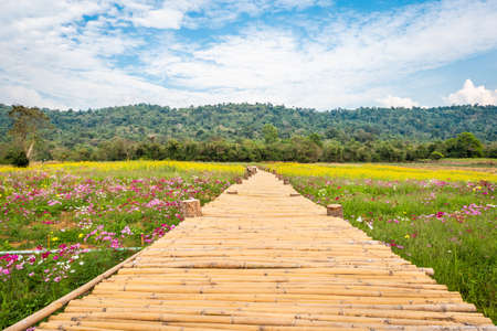 Bamboo walkway on flower fields with mountains and skiesの写真素材