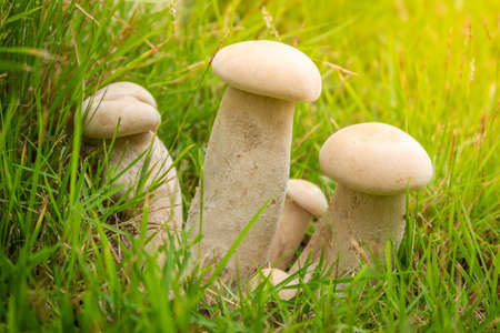 Closeup of group white mushrooms on the grass and sunlight in the background