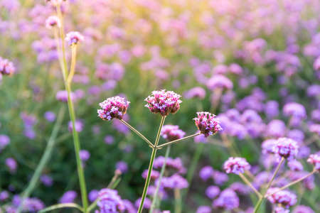Closeup of Lavender flowers in the field. Nature backgroundの写真素材
