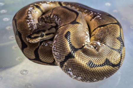 A boa curled up on the ground in a zoo.の写真素材