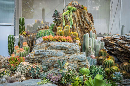 Cactus varieties are arranged together to decorate the garden.の写真素材