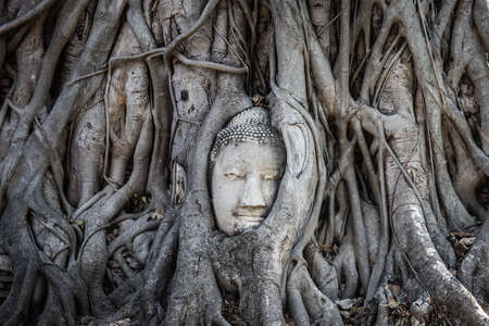The head of a Buddha image in an old tree root at Wat Mahathat is the famous and famous landmark of...
