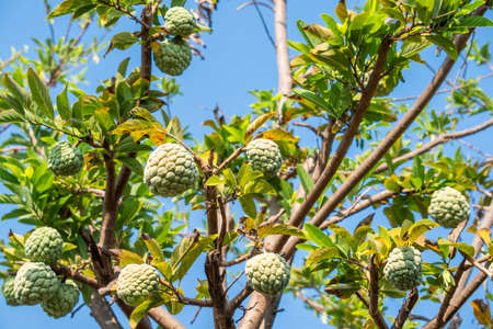 Fresh Custard Apple or Annona on the tree in Thailand