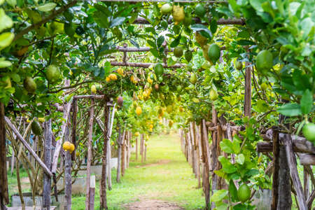 many bunches of fresh green and yellow ripe lemons in garden. Copy space backgroundの写真素材