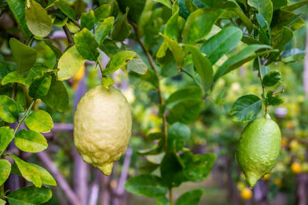 Bunches of fresh green ripe lemons in garden. Copy space background
