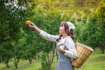 Young woman ardener is dress with basket for harvest gardening organic orange tree and use hand the oranges on the trees in the garden. Farmer concept working in the garden happilyの写真素材