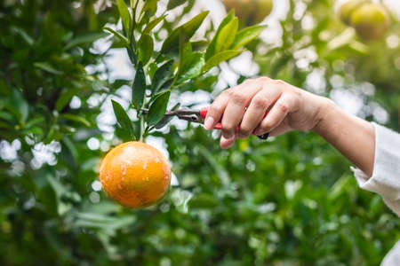 harvest gardening organic orange tree and uses scissors to cut the oranges on the trees in the garden.の写真素材