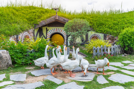 Group of geese or swans stood in front of the house as in fairy tales.の写真素材