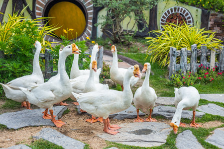 Group of geese or swans stood in front of the house as in fairy tales.の写真素材