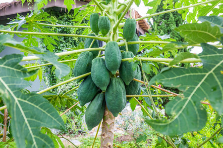 There are many raw papayas on the tree. It is a popular fruit used to make papaya salad and is a famous food of Thailand.の写真素材