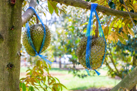 Fresh durian on a tree with ropes tied together waiting to be collected and sold in the garden. It is the most popular and famous fruit king of Thailand.の写真素材