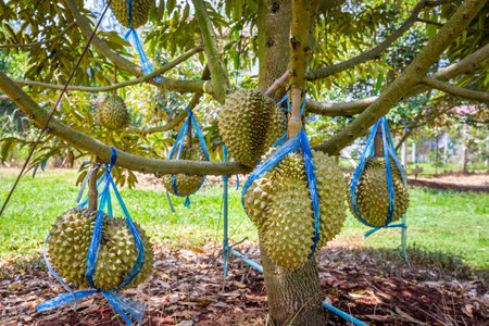 Fresh durian on a tree with ropes tied together waiting to be collected and sold in the garden. It is the most popular and famous fruit king of Thailand.の写真素材