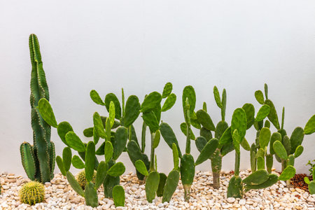 Cactus plants are planted in rows with stones and white texture background.