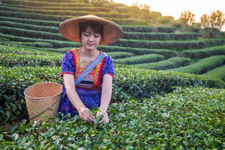 young woman wearing a traditional hill tribe dress with a hat and a basket of green tea is collected in a mountain plantation in the evening.の写真素材