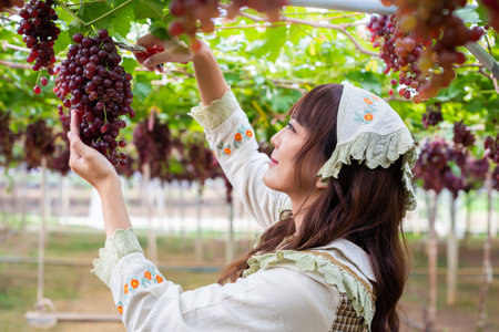 Woman wearing cute gardener costume picking grapes with shears in gardenの写真素材