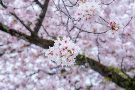 Close-up of beautiful cherry blossoms blooming or Sakura on the tree It is a flower that is a symbol of Japan. Copy space backgroundの写真素材