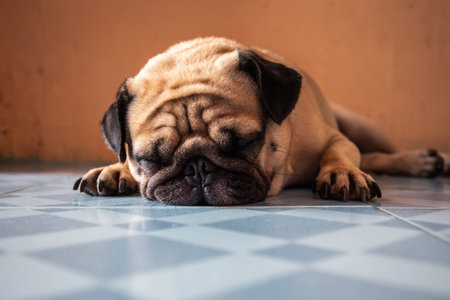 A cute pug dog is sleeping on the floor. Copy space backgroundの写真素材