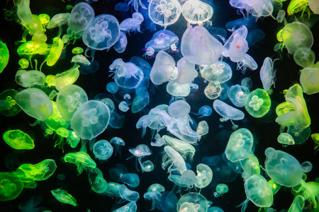 Many jellyfish change color according to the colorful light, very beautiful. Abstract copy space...