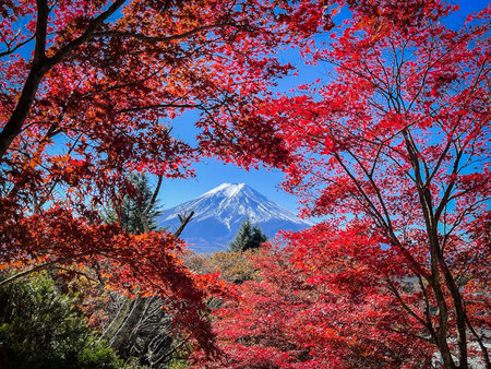 Mount Fuji framed with red maple leaves beautifully in autumn.