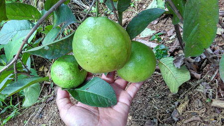 The Guava Fruit on handの写真素材