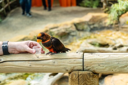 Dusky Lory,Pseudeos fuscata at Woburn Safari Parkの写真素材