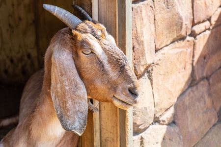 Anglo Nubian Goat,Capra aegagrus hircus at Woburn Safari Parkの写真素材