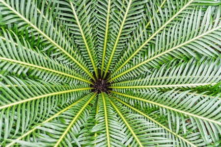 The tree ferns Dicksonia antarctica are the ferns that grow with a trunk elevating the fronds above ground level.の写真素材