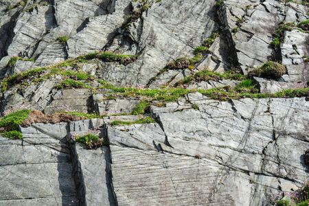 Rock mountains textures with a flowers