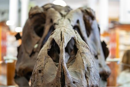 Close up image of tyrannosaurus rex skull at the Sedgwick Museum of Earth Sciencesの写真素材