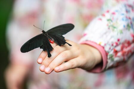 Pink Rose butterfly Pachliopta kotzebuea in EDINBURGH BUTTERFLY and INSECT WORLD.Selected focus.の写真素材