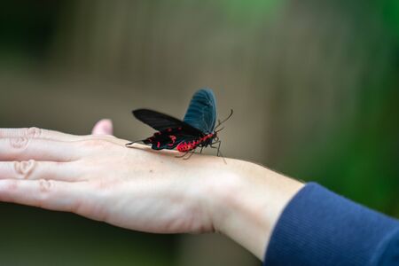 Pink Rose butterfly Pachliopta kotzebuea in EDINBURGH BUTTERFLY and INSECT WORLD.Selected focus.