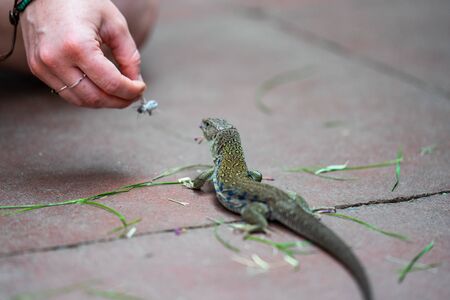 Lizard feeding demonstration.How to Feed Crickets to Reptilesの写真素材