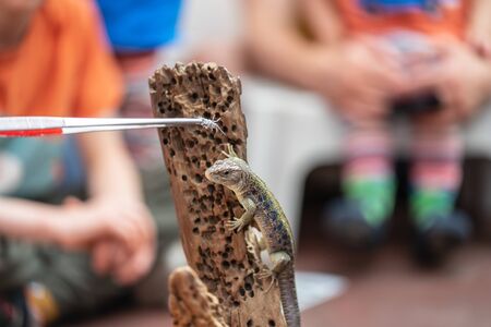 Lizard feeding demonstration.How to Feed Crickets to Reptilesの写真素材