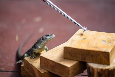 Lizard feeding demonstration.How to Feed Crickets to Reptilesの写真素材