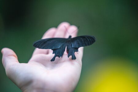 Pink Rose butterfly Pachliopta kotzebuea in EDINBURGH BUTTERFLY and INSECT WORLD.Selected focus.の写真素材