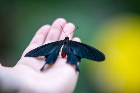 Pink Rose butterfly Pachliopta kotzebuea in EDINBURGH BUTTERFLY and INSECT WORLD.Selected focus.の写真素材