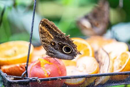 Clipper butterfly, Parthenos sylvia, wings open, at rest on a butterfly feederの写真素材