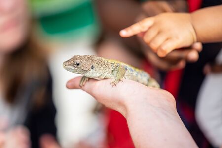 Lizard sitting on hand in front of kids