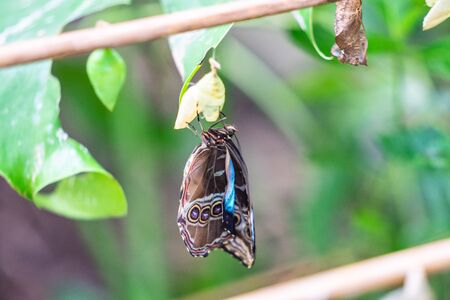 Green Banded Swallowtail in EDINBURGH BUTTERFLY and INSECT WORLD.Selected focus.の写真素材