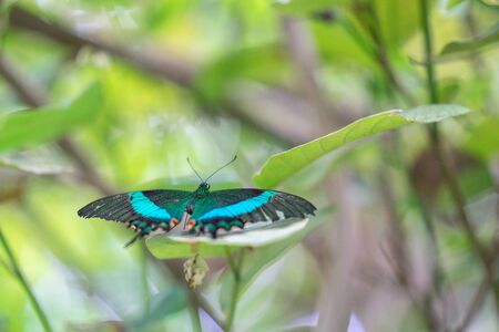 Green Banded Swallowtail in EDINBURGH BUTTERFLY and INSECT WORLD.Selected focus.の写真素材