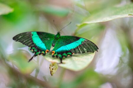 Green Banded Swallowtail in EDINBURGH BUTTERFLY and INSECT WORLD.Selected focus.の写真素材